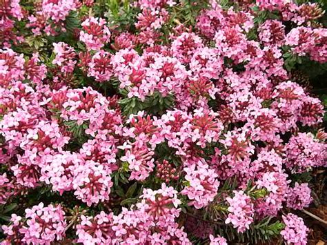 Rose Daphne Daphne Cneorum Garden Helper Gardening Questions And