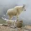 Mountain Goat  Animal Corner
