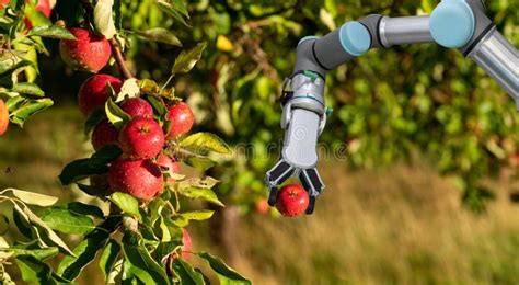 Robot Arm Is Working In The Smart Farm Stock Image Image Of