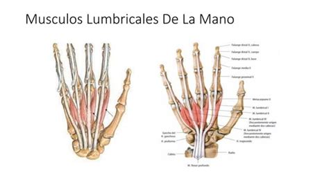 Musculos Lumbricales De La Manopdf