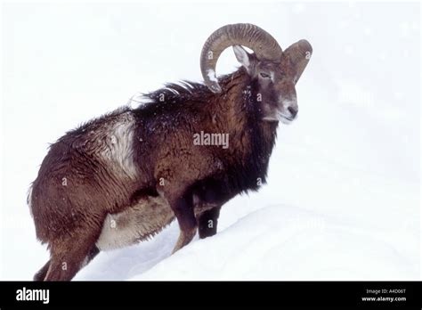 Mouflon Ovis Ammon Musimon Ovis Musimon Ram In Snow Stock Photo Alamy