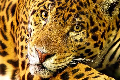 Learn More About The Big Cats Of Costa Rica Wander