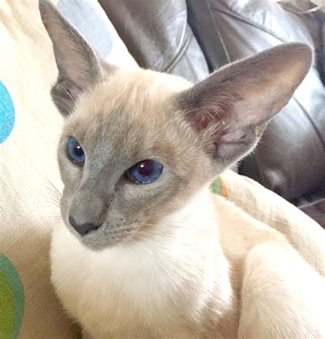 Zuzu the blue point Siamese kitten
