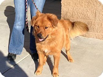 Find golden retriever in dogs & puppies for rehoming | 🐶 find dogs and puppies locally for sale or adoption in canada : Adopt a Pet :: T Bear - Sacramento/ Grass Valley, CA ...