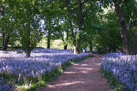 Nyc ♥ Nyc Spanish Bluebells In Full Bloom At The Brooklyn Botanic Garden