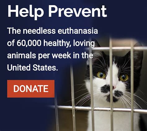 Free mobile spay/neuter clinics in underserved communities throughout the. The Lucy Pet Foundation- Free Spay and Neuter Mobile Clinic