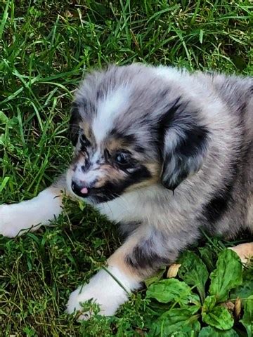 Future puppy deposit (not for current puppies): Miniature Australian Shepherd puppy dog for sale in Peru, Nebraska