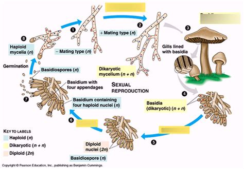 Lab Practical Basidiomycota Diagram Quizlet