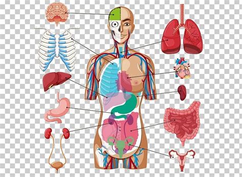 Human Body Organ Diagram Anatomy Png Anatomy Chart Diagram Human