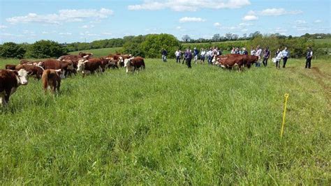 Media Tweets By Pasture Farmers Pastureforlife Hereford Cattle