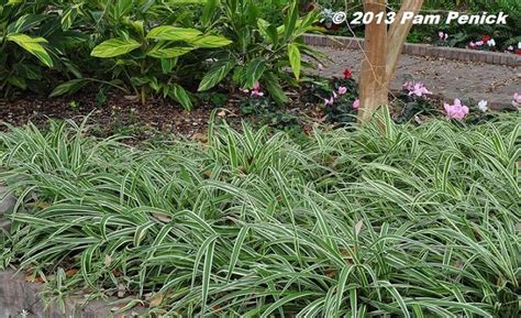 Spider plants (chlorophytum comosum) have long been popular because they're so easy to keep going (both inside and outdoors). Spider plants (Chlorophytum comosum) | Plants, Botanical ...