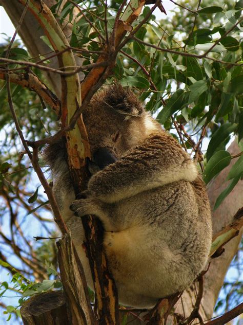 Koala Lizbet90 Flickr