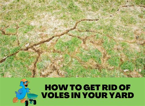 How To Get Rid Of Voles In Your Yard Greens Lawncare And Property Services