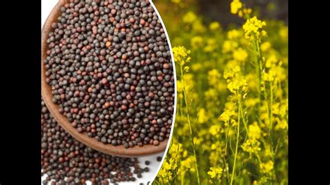 Mustard Seeds From Plant Mustard Seeds Mixed Farming Organic