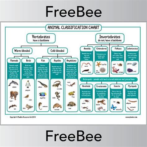 Animal Classification Chart | vertebrates and invertebrates KS2