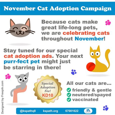 Cat Adoption Ads The W Guide
