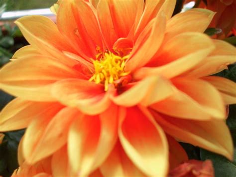 The Orange Beautiful Flower Diary Of Dennis