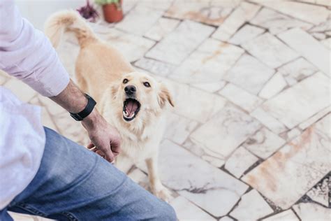 Understanding the root cause of a behavior can help us mitigate triggers or change. Can You Call The Police On A Barking Dog? - Rehome by ...