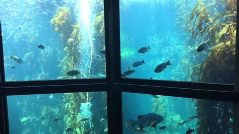 Monterey Bay Aquarium Youtube