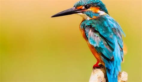 417 Jenis Burung Yang Dilindungi Di Indonesia Sesuai Peraturan