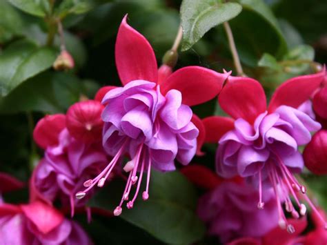 Tips And Information About Fuchsia Gardening Know How