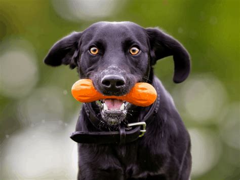 18 Best Indestructible Dog Toys For Aggressive Chewers Pawleaks