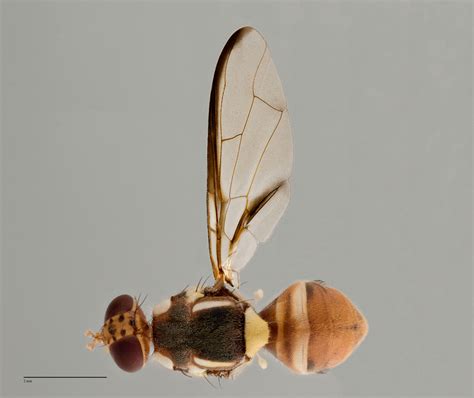 Bactrocera Musae Fruit Fly Id Australia