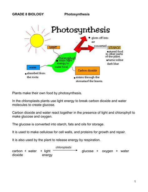 Grade 8 Online Natural Science Photosynthesis For More Worksheets 16