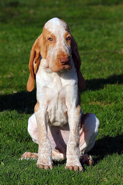 He has just discovered the magical sound that the wind chimes makes when he tugs on the center. Bracco Italiano puppies | Итальянский