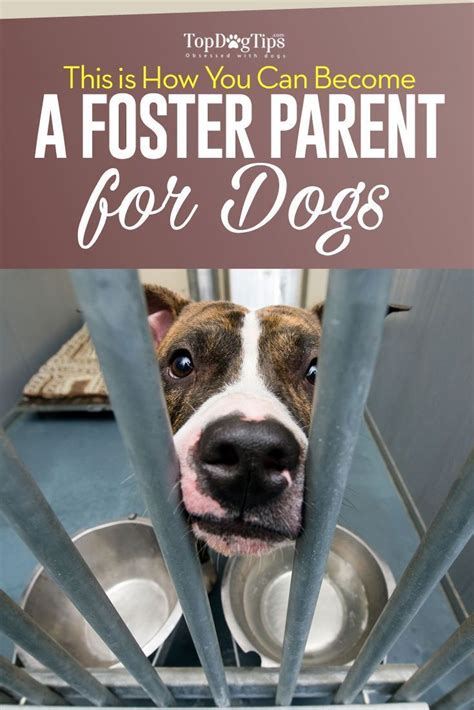 Lets Talk How To Become A Foster Parent For Dogs If Youre A Dog