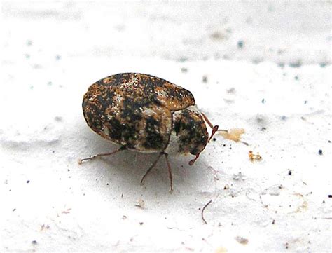 Learn About Nature Varied Carpet Beetles Learn About Nature