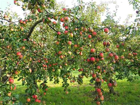 Fast Growing Fruit Trees In India Agri Farming
