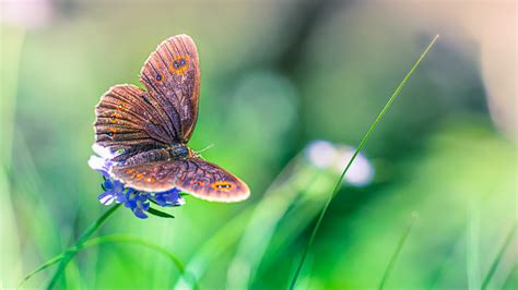 Colorful Beautiful Butterfly On Blue Flower In Blur Green Background Hd