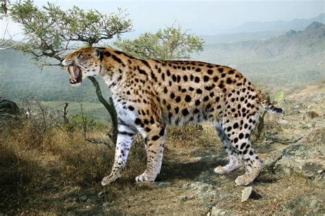 10 Biggest Prehistoric Cats Ever Lived In The World Pets4good Best