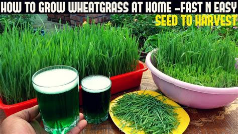 How To Grow Wheatgrass At Home Full Information With Updates Youtube