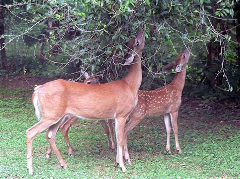 Filewhite Tailed Deer Odocoileus Virginianus Grazing 20050809