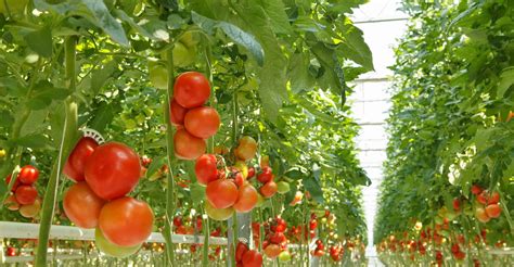 Hydroponic Tomatoes The Ultimate Guide To Growing Your Own
