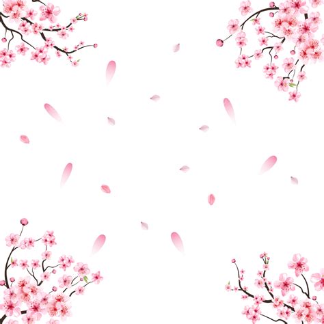 Sakura Cherry Blossom Vector Art Png Cherry Blossom Png With Pink