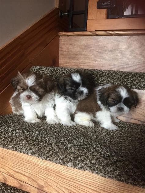 Shih Tzu Puppies For Sale Chicago IL 249418 Petzlover