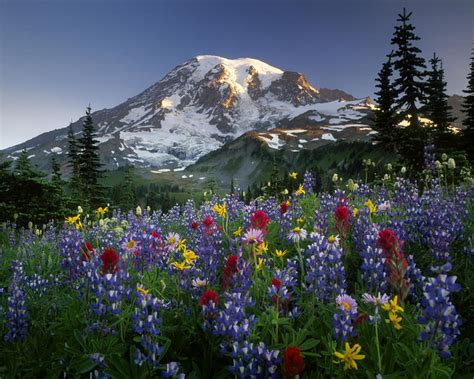 Usa Washington Mt Rainier Np Spectacular Summer Display Of Wildflowers