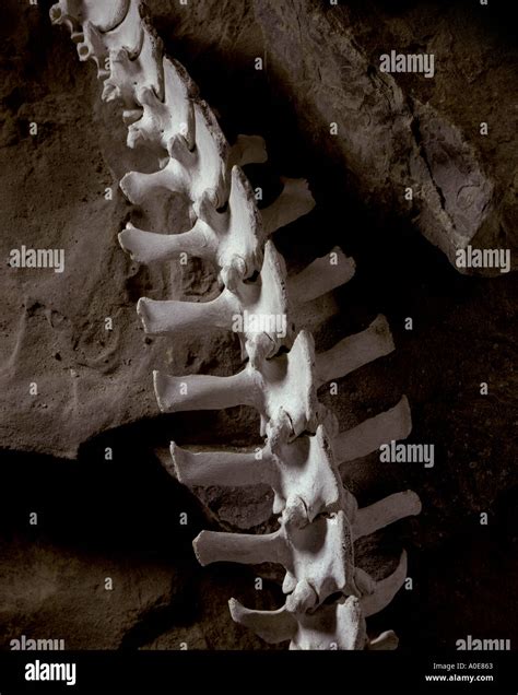 Bone Vertebrae Animal Spine Stock Photo 59491 Alamy