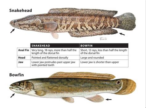 Northern Snakehead Fish Characteristics Habitat Types And More