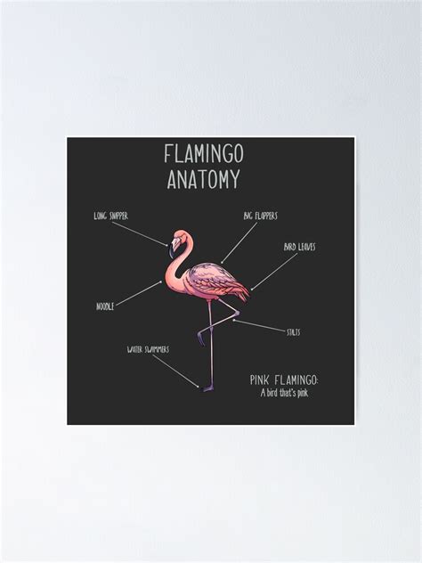 Flamingo Anatomy Poster By Animalartist Redbubble