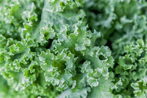 6 Types Of Bitter Greens—and How To Use Them Myrecipes
