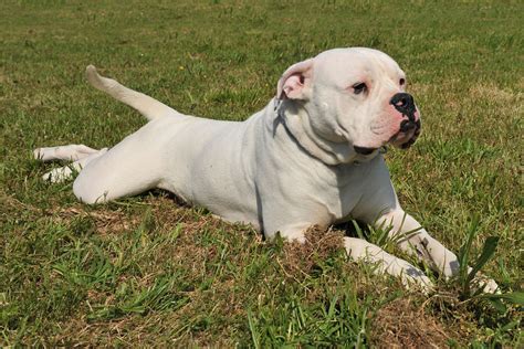 We all know how much we love and adore our american bulldog.our dogs are like family to us. The American Bulldog: Everything You Need to Know
