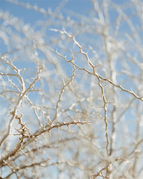 Close Up Of Thorn Covered Bush In Mojave Desert Ca By Rialto Images