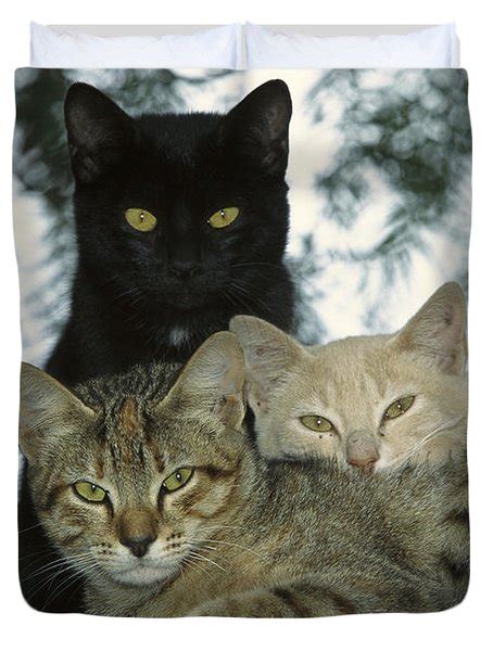 Domestic Cat Felis Catus Group Photograph By Konrad Wothe