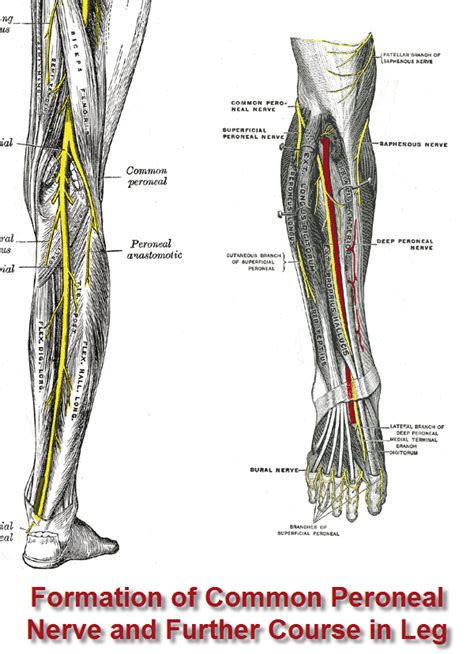 Tibial And Common Peroneal Nerve