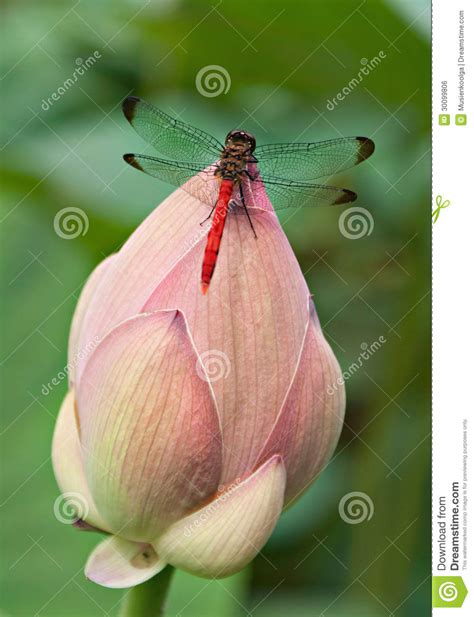 Dragonfly On The Bud Of Lotus Stock Photo Image Of Lotus Flora