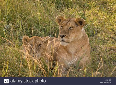 Wild African Lioness With Cub Panthera Leo Lying